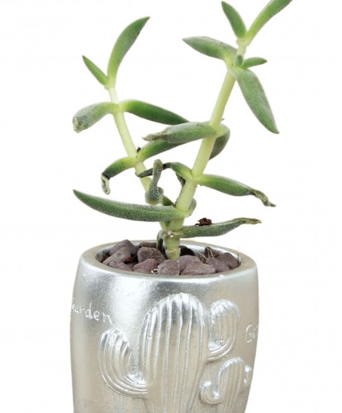Mini Çiçek Saksı Küçük Sukulent Gümüş Kaktüs Saksısı Kaktüs Desenli Saksı Model
